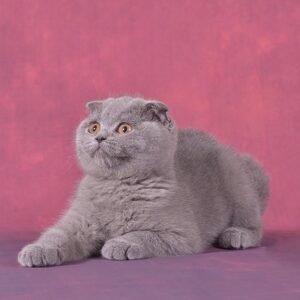 Molly Scottish fold shorthair female kitten
