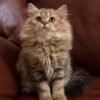 318 Mia Scottish straight longhair female kitten - Image 4