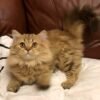 318 Mia Scottish straight longhair female kitten - Image 3