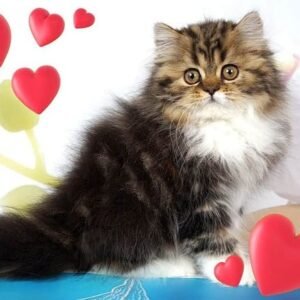 Polly Scottish straight longhair female kitten
