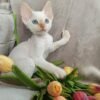 Armani male kitten Devon Rex - Image 8