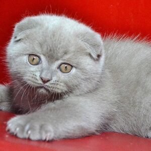 Jake Scottish fold shorthair male kitten