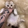 314 Peppa Scottish fold shorthair female kitten