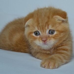 Kubik Scottish fold shorthair male kitten