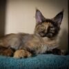 293 Colorado polydactyl 66/66 Maine Coon female kitten