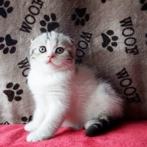 Bonya Scottish fold shorthair female kitten