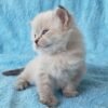 77 Julia Siberian female kitten - Image 2