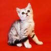 329 Bella Scottish straight shorthair female kitten
