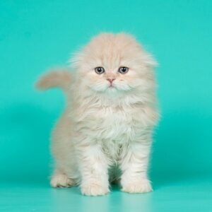 Evan Scottish fold longhair male kitten