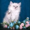 50 Honey bear Siberian female kitten - Image 3