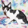 200 Hennessy male kitten Cornish Rex - Image 2