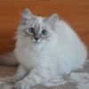Jasmin Siberian female kitten - Image 4