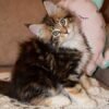 298 Carizma Maine Coon female kitten - Image 2