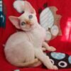 Armani male kitten Devon Rex - Image 4