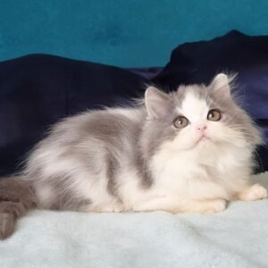 Jai Scottish straight longhair male kitten