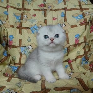 Eclair Scottish fold shorthair male kitten