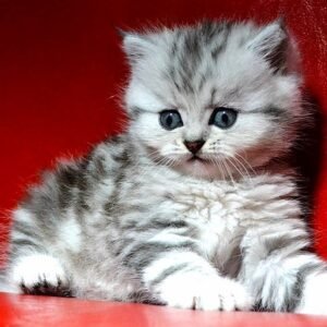 Charli Scottish straight longhair female kitten