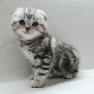 Quiver Scottish fold shorthair male kitten