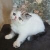 46 Roman Exotic shorthair male kitten - Image 3