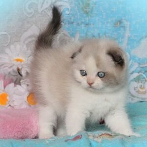 Sindi Scottish fold shorthair female kitten