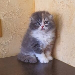 Linda Scottish fold longhair female kitten