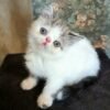 46 Roman Exotic shorthair male kitten