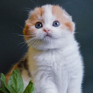 Orhideya Scottish fold shorthair female kitten