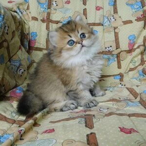 El Gato Scottish straight longhair male kitten