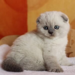 Ice-Cream Scottish fold shorthair male kitten