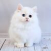 241 Helen Scottish straight longhair female kitten - Image 3