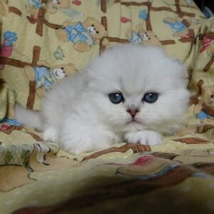 Emperator Scottish fold longhair male kitten