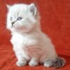 77 Julia Siberian female kitten - Image 3
