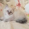 Landysh Siberian male kitten - Image 4