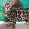 10 Spartak purebred Bengal male kitten - Image 2
