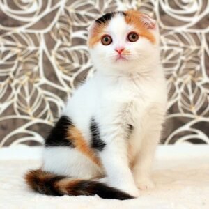 Diana Scottish fold shorthair female kitten