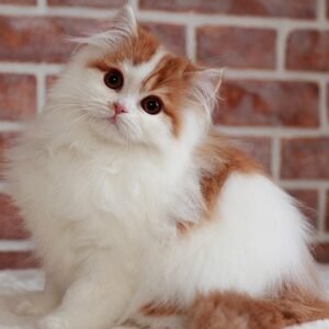 Barbaris Scottish straight longhair male kitten