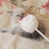 Landysh Siberian male kitten - Image 5