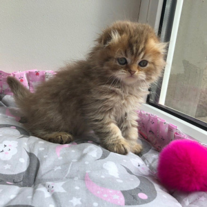 Tequila Scottish fold longhair female kitten