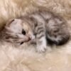 314 Peppa Scottish fold shorthair female kitten - Image 3