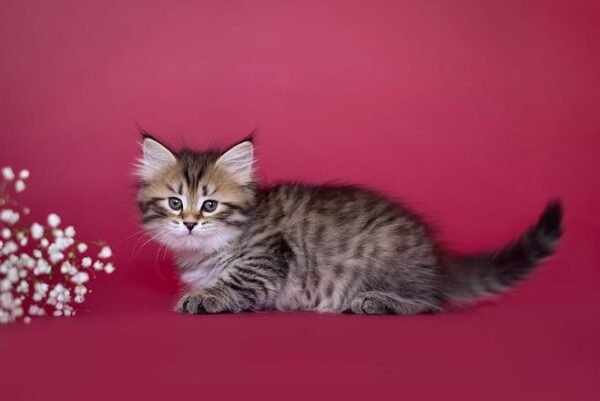 73 Cataleya Siberian female kitten - Image 7