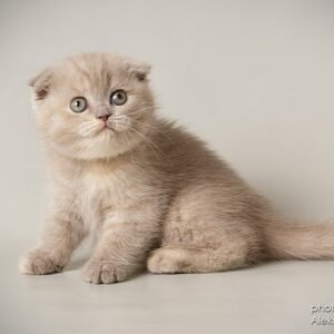 Mia Scottish fold shorthair female kitten