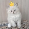 50 Honey bear Siberian female kitten - Image 4