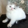 46 Roman Exotic shorthair male kitten - Image 4