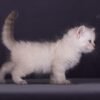 426 Vulf Siberian male kitten - Image 2