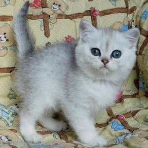 72 Nonny Scottish straight shorthair female kitten
