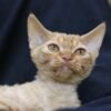 392 Pampkin male kitten Devon Rex - Image 2