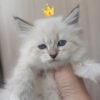 50 Honey bear Siberian female kitten - Image 5