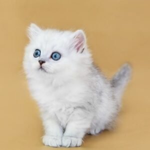 Garmin Scottish straight longhair male kitten