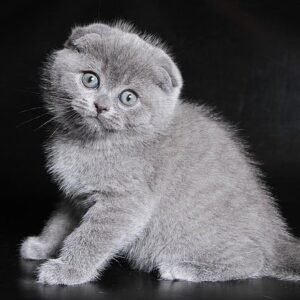 630 Badj Scottish fold shorthair male kitten