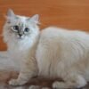 Jasmin Siberian female kitten - Image 2